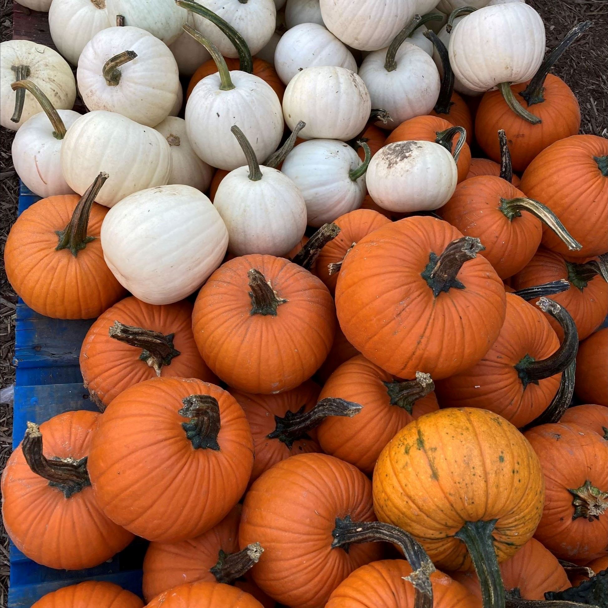 Pumpkin in a pile