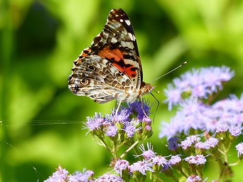 Butterfly on flower at Battle Creek
